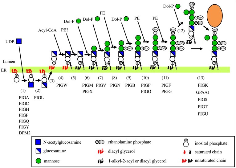 Fig.2 Biosynthesis of GPI in mammals. (Kinoshita, 2020)